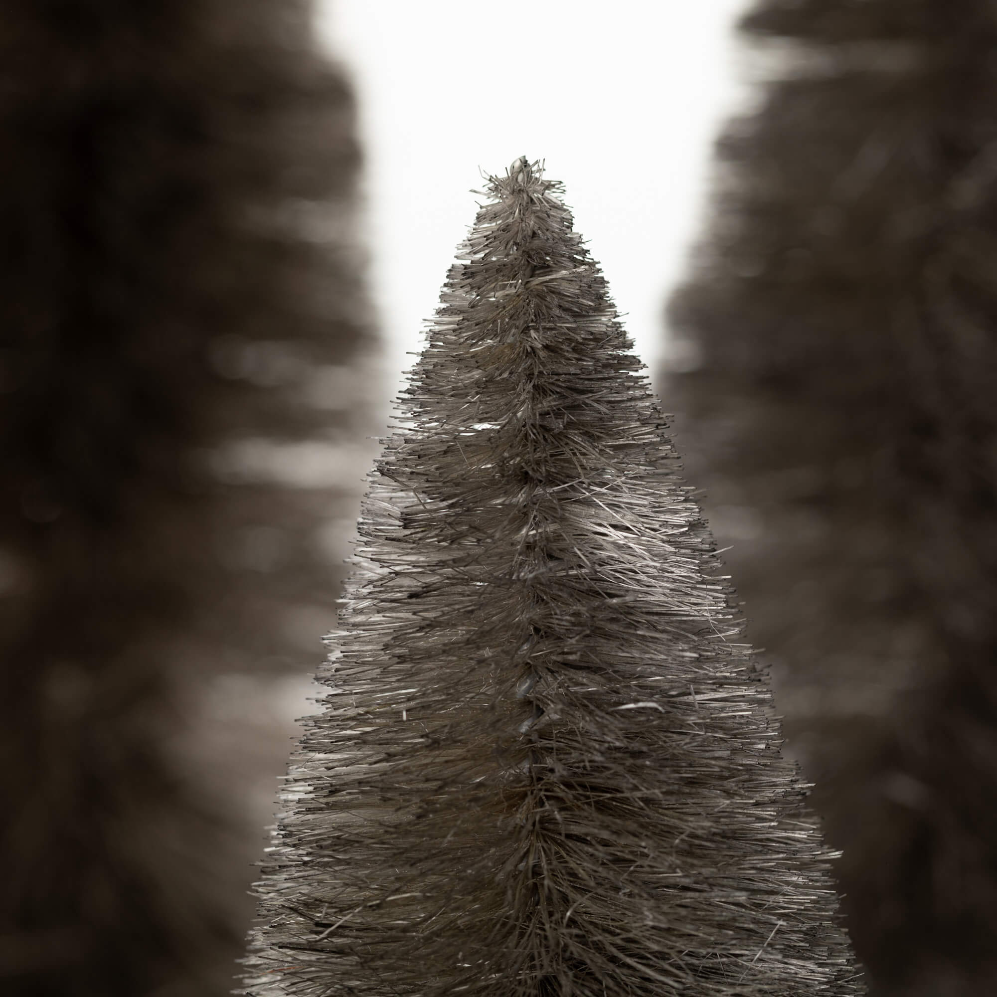GRAY BOTTLEBRUSH TREE