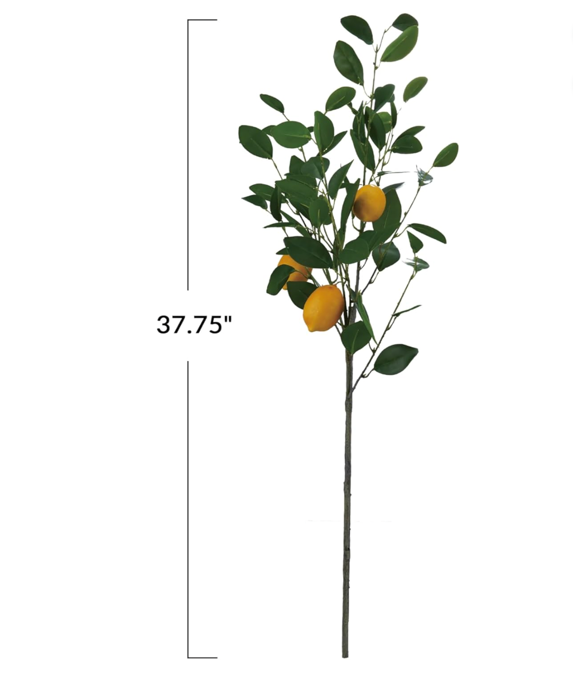 Lemon Tree Branch, s/3