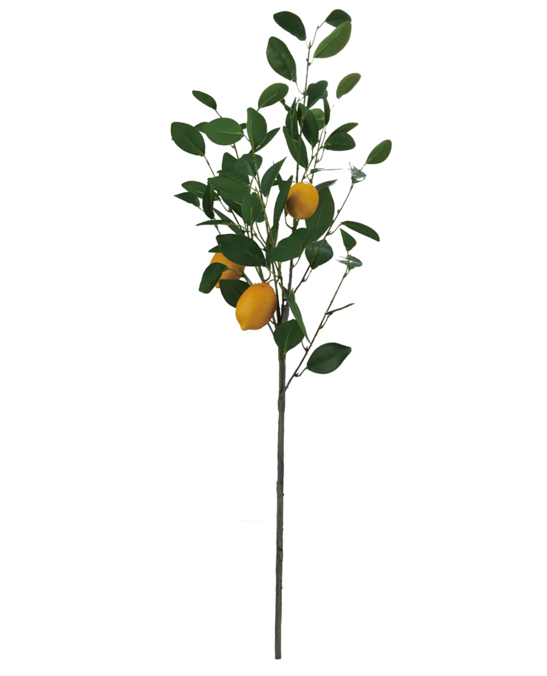 Lemon Tree Branch, s/3