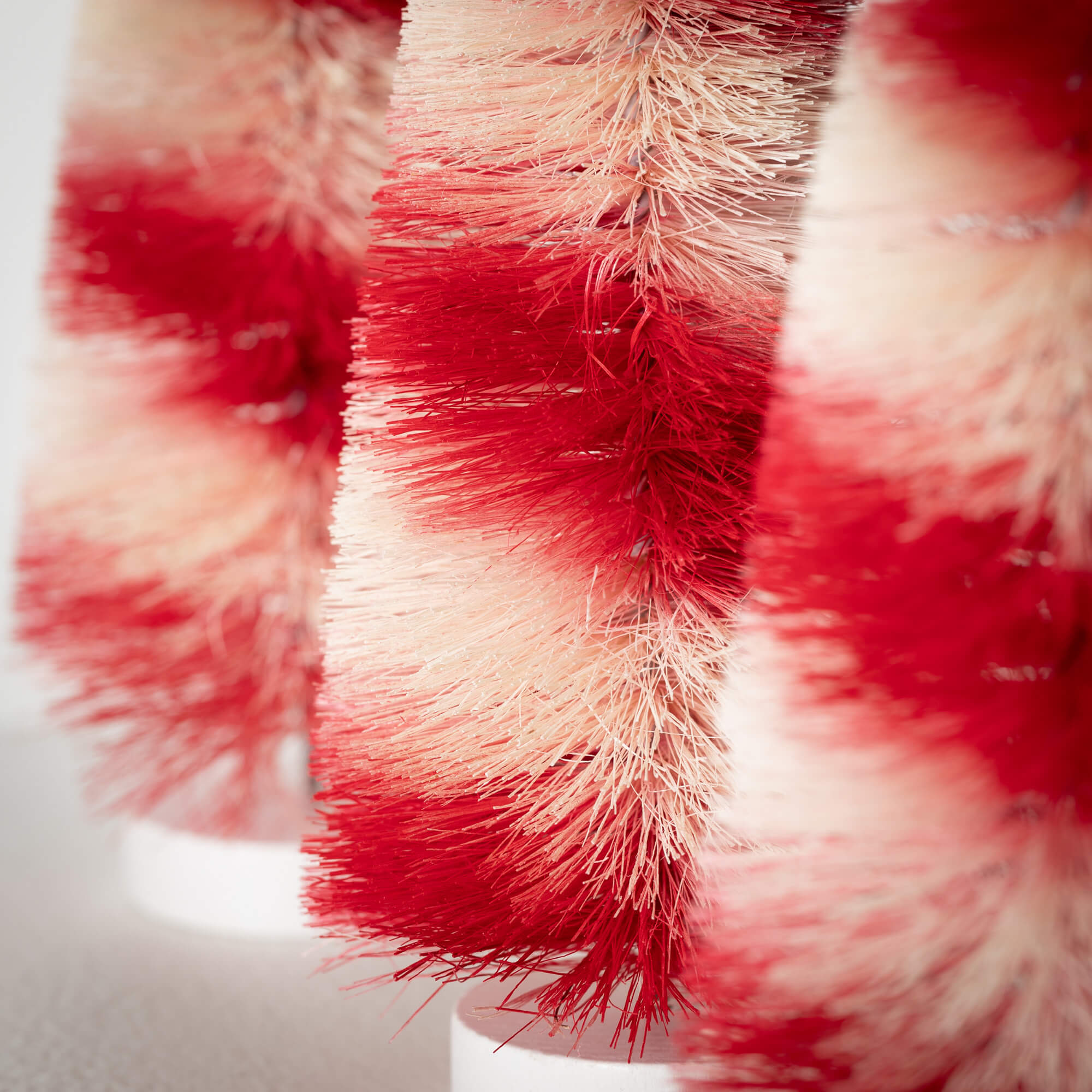 CANDY STRIPE BOTTLEBRUSH TREES